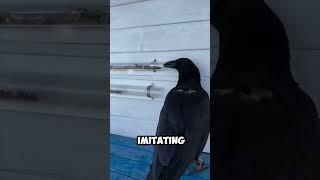 The Innate ToolUsing Skills of Crows [upl. by Dadirac]