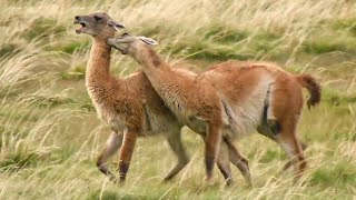 The Wild Patagonia Collection  Top 5  BBC Earth [upl. by Yud965]