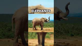 SMARTEST LAND ANIMALS EVER shorts 🐘🐒 [upl. by Gnad]