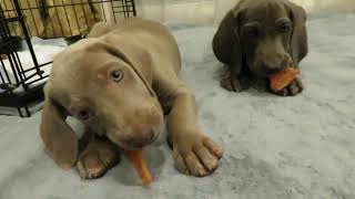 Watch Our Weimaraner Puppies in Crate Training [upl. by Hagerman250]