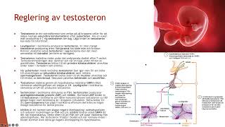 Könshormoner  Biologi 2 100 p [upl. by Dag391]