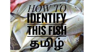 Thenga parai  Travelly fish identification  Tamil [upl. by Adnauqaj]