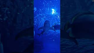 Aqua ZOO Tropicarium Hungary 🦈 [upl. by Danice]