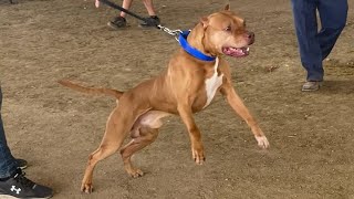 Best Gamebred APBT Show Pit Bulls of the Rockies Colorado 2022 [upl. by Aleik]