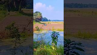 Bangladeshi Agricultural Land Cultivation System  doyelagro [upl. by Darlleen]