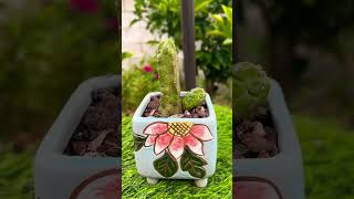 Cactus Echinocereus Momotaro plants garden bonsai aeonium gardening succulent cactus nature [upl. by Iat]