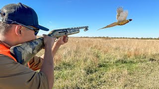 EPIC South Dakota Pheasant Hunting Opening Day 41 BIRD CATCH CLEAN COOK [upl. by Corbin946]