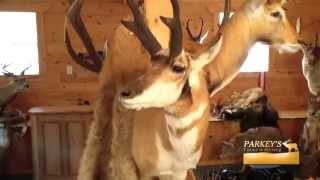 Parkeys Taxidermy Overview [upl. by Oriole954]