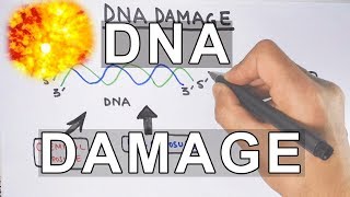 Overview of DNA Damage [upl. by Rugen624]