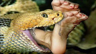 5 Shocking Snakebite Stories [upl. by Salamone]