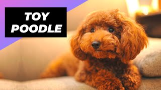 Toy Poodle 🐩 One Of The Most Popular Dog Breeds In The World shorts [upl. by Seema]