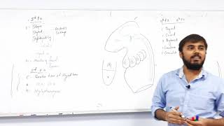 Pharyngeal arches  EMBRYOLOGY Part 2 [upl. by Brendan317]