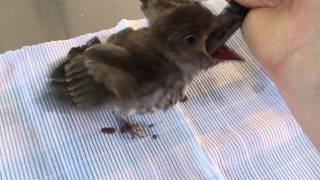 Feeding Baby Figbird [upl. by Fillbert]