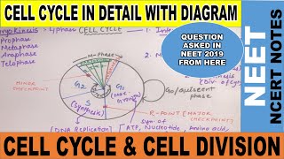 Cell Cycle amp Cell Division Class 11  Phases of Cell Cycle  Interphase and M Phase NCERTNEET2020 [upl. by Nonahs]