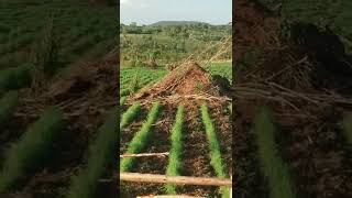 How to plant chloris gayana or Rhodes grass  nutritional value and importance0762675929 [upl. by Marler]