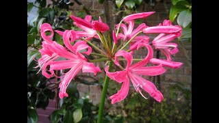 How we grow Nerines for big autumn fall blooms [upl. by Htabazile]