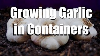 Growing Garlic in Containers  5 Easy Steps  Growing Your Fall Garden 8 [upl. by Palma]