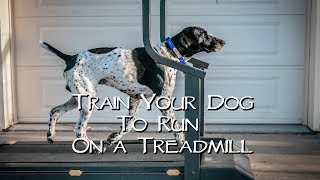 Teach Your Dog To Run On A Treadmill [upl. by Poree748]