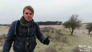 Vlog Spotten in de Amsterdamse Waterleidingduinen [upl. by Uehttam]