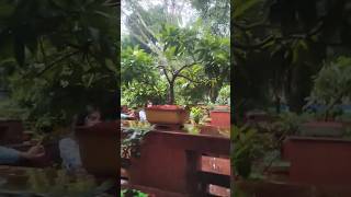 Bonsai Garden• Rashtrapati Bhavan Delhi•bonsai bonsaitree gardening presidenthouse delhigreen [upl. by Vey]