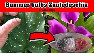 Summer bulbs Zantedeschiacalla lilyPlanting india How to used Fertilizer ग्रीष्मकालीन बल्ब [upl. by Harden]