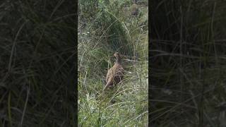 Coppia di Fagiani al pascolo nel bosco di pini alepensis nature animals agrimovie pheasant [upl. by Electra]