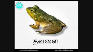 Tha Varusai Sorkal  quotதquot வரிசை சொற்கள் பகுதி  1  Tha Series Words Part 1 [upl. by Notreb171]