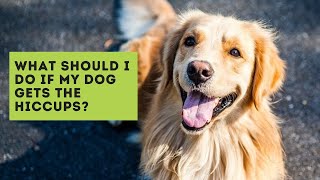 What Should I Do If My Dog Gets the Hiccups [upl. by Ecnaiva]