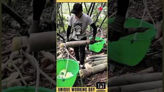 Mastering Bamboo Harvesting Techniques and Tips BambooHarvest Agriculture EcoFriendly RuralLife [upl. by Gavan156]