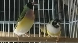 Gouldian Finch singing [upl. by Aicile]