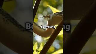 Top fact about boomslang short viralshort animallover boomslang [upl. by Yhprum]