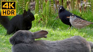 Videos for Cats to Watch 😺📺 Cute Birds Squirrels Bunnies on the Green Grass 🐰 8 Hours4K HDR [upl. by Akinat441]