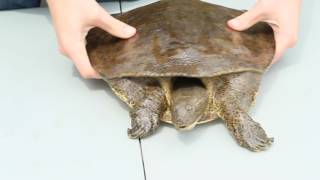 Eastern Spiny Soft Shell Turtle Facts [upl. by Erbas]