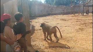 01112024 Ghali et Lilya au parc zoologique Rabat agréable journée [upl. by Adnahs]