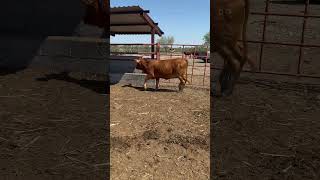 Venta beefmaster cow hastaqueeldineronossepare animals hazcrecereldineroentusmanos vaca [upl. by Atnicaj]