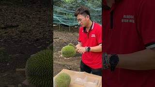 Popular Durian Unboxing Mater in Malacca Malaysia  Fruit Cutting Skills [upl. by Betti]