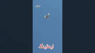 Pigeon Roller landing Swag kabootar Viral For you [upl. by Biron222]