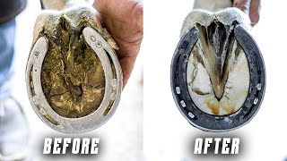 Satisfying Farrier Hoof Restoration  4K ASMR [upl. by Notecnirp494]