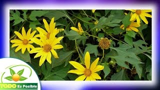 Para que sirve el arnica  remedio naturales para las hemorroides [upl. by Sabina566]