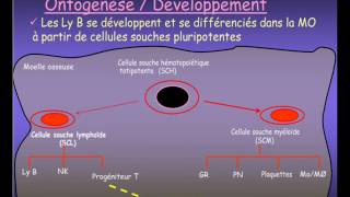 IMMUNOLOGIE  organes limphoides [upl. by Naesar]