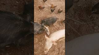 Feeding my Pigs this lunker bass pigs fishing farm ytshorts wildlife animals funny [upl. by Enaj]