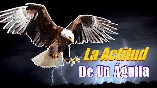 🦅🔥 El PODER de la ACTITUD 🔥🦅 La ACTITUD De Un AGUILA  Poderoso Mensaje MOTIVACIONAL 🦁🦁 [upl. by Catriona]