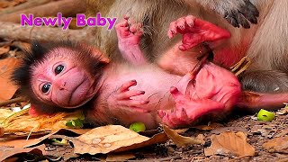 Merry Christmas welcome newborn baby God bless 25122023  Real Angkor Monkey​ [upl. by Nylecoj]