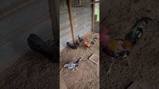 spangledgamefowl pets gamefowlchickenfarm gamefowl fowl chicks chicken poultry [upl. by Ise]