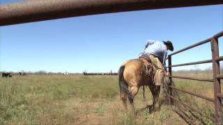 Muleshoe Ranch  2014 ZoetisAQHA Best Remuda Winner [upl. by Llenyl356]