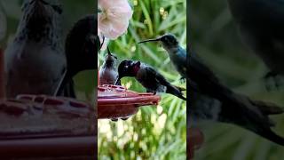 Incredible Hummingbird Behavior Reveal [upl. by Noelani]