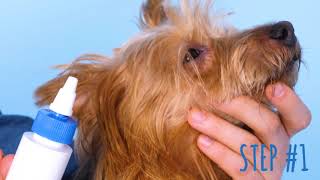 How to Clean a Dogs Ears [upl. by Anitsirhk]