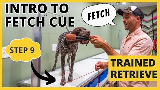 Formal Retrieving Work  Trained Retrieve  Step 9  Introduction To The Cue Fetch [upl. by Atinauj]