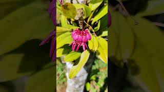 Bulbophyllum corolliferum  Eythrope Orchid Conservation Project nature orchidspecies orchid [upl. by Margaretta]