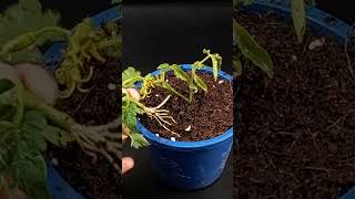 grow Tomato tree from Tomato seedgardenlife gardenlove gardening garden gardens gardener [upl. by Tuinenga632]